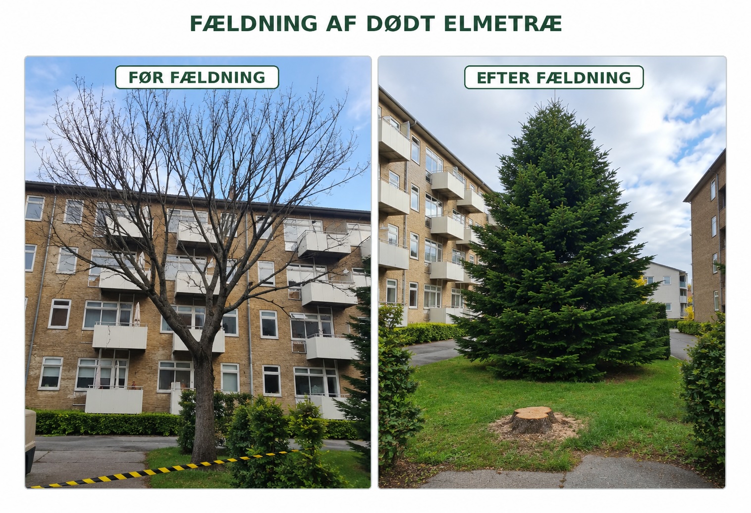 Før og efter fældning af dødt elmetræ
